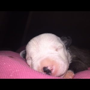 Meet your Posher, Villa